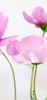 Elegant pink flowers with green stems on white background.