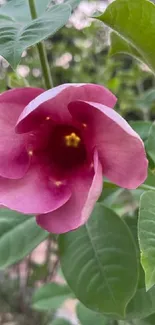 Close-up of a pink flower with green leaves in the background.