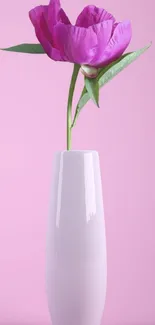 Pink flower in white vase on a pastel background.