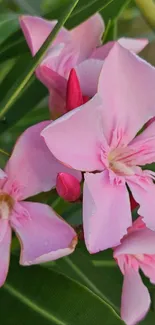 Mobile wallpaper with pink flowers and green leaves