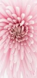 Elegant pink flower mobile wallpaper with soft petals.