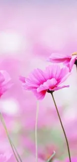 Pink flowers wallpaper with serene blossoms.