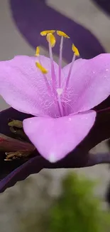 Pink flower with yellow stamens and purple leaves in the background.