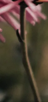 Close-up of a pink flower against a soft green background.