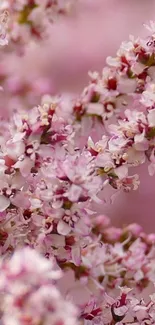 Blooming pink flower wallpaper with delicate blossoms.