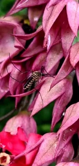 Close-up of pink flowers with an insect resting on petals.