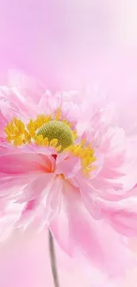 Elegant pink flower with soft pastel tones.