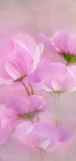 Elegant pink flowers with delicate petals.