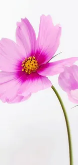 Pink flower with vibrant petals on a clean white background.