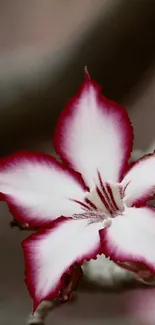 Elegant pink flower wallpaper with white petals and a dark background.