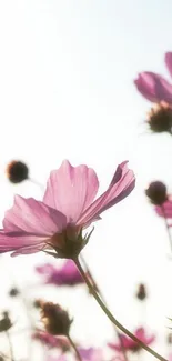 Elegant pink flowers against a soft, bright sky backdrop.