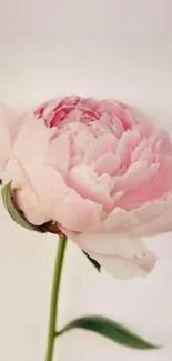 Delicate pink flower with green stem on a soft background.