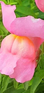 Close-up of a vibrant pink flower with green leaves.