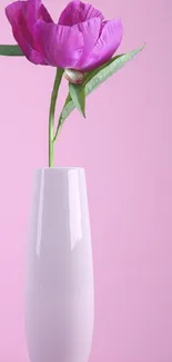 Pink flower in white vase on soft pink background.