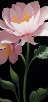 Elegant pink flower with green leaves on black background.