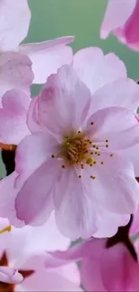 Elegant pink cherry blossoms with soft petals against a green background.