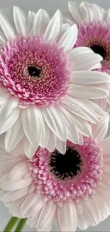 Close-up image of pink Gerbera daisies with delicate petals and natural elegance.