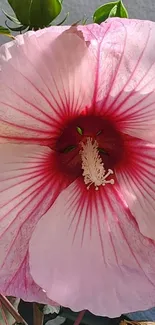 Close-up of elegant pink hibiscus flower in bloom.