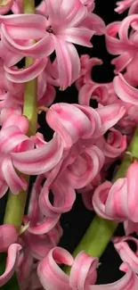 Pink hyacinth flowers on a black background.