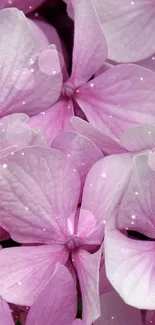 Mobile wallpaper of pink hydrangea flowers with delicate petals.