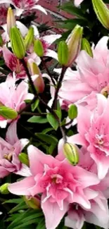 Beautiful pink lilies blooming in a garden setting.