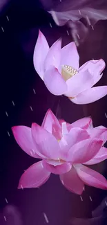 Serene pink lotus flower with rain backdrop on mobile wallpaper.