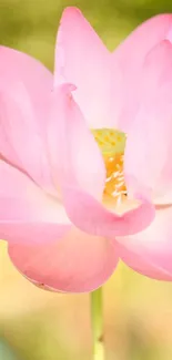 Elegant pink lotus flower in bloom with soft lighting.