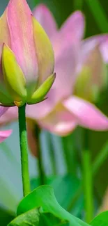 Pink lotus bloom with green leaves in vibrant sunlight.