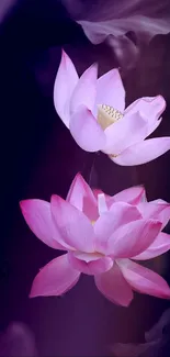 Pink lotus flowers against a dark purple backdrop, creating an elegant wallpaper design.