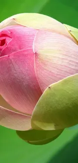 Pink lotus flower with green leaves.