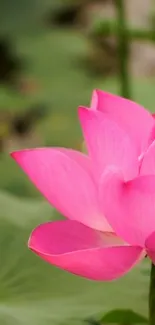 Vibrant pink lotus blossom with green leaves background on mobile wallpaper.