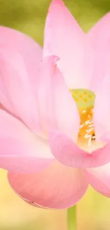 Delicate pink lotus blossom in full bloom against a soft background.