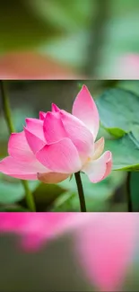 Pink lotus blossom with green leaves.