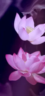 Pink lotus flowers on dark purple background wallpaper.