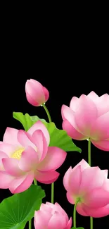 Pink lotus flowers on black background with green leaves.