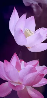 Pink lotus flowers in elegant bloom on a serene mobile wallpaper.