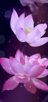 Beautiful pink lotus flowers on a dark background with soft lighting.