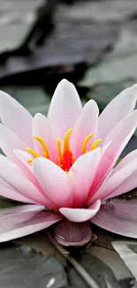 Serene pink lotus flower on water, perfect for mobile wallpaper.