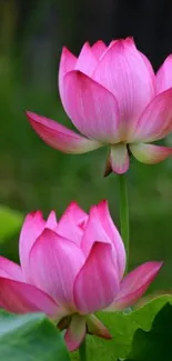 Elegant pink lotus with lush green background wallpaper.