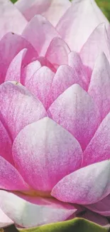 Elegant mobile wallpaper with a pink lotus flower in full bloom.