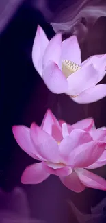 Elegant pink lotus flowers on a dark purple background for mobile wallpaper.