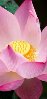 Elegant pink lotus flower with green leaves, perfect for phone wallpaper.