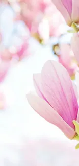 Pink magnolia blossom with soft petals against a light background.