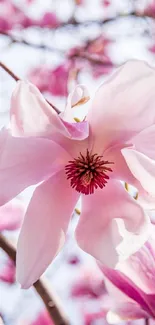 Pink magnolia flower blooming against a soft sky.