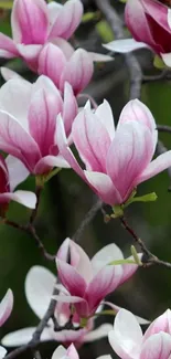 Pink magnolia flower close-up mobile wallpaper.