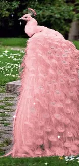 Elegant pink peacock in a garden setting, showcasing detailed feathers.