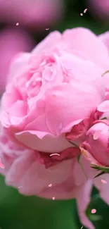 Close-up of a pink peony blossom with delicate petals.