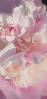 Close-up of a blooming pink peony with soft, delicate petals.