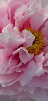 Close-up of a pink peony flower with delicate petals and a yellow center.