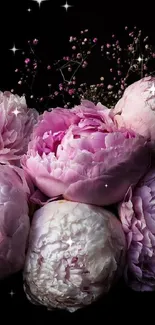 Elegant pink peonies with dark background.